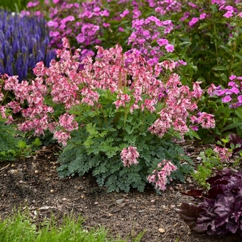 Dicentra x 'Pink Diamonds' - Pink Diamonds Everblooming Bleeding Heart