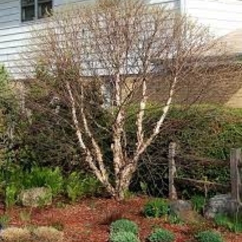 Betula nigra 'Little King' - Fox Valley™ River Birch