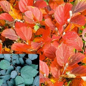 Fothergilla gardenii 'Blue Elf' - Blue Elf Dwarf Fothergilla