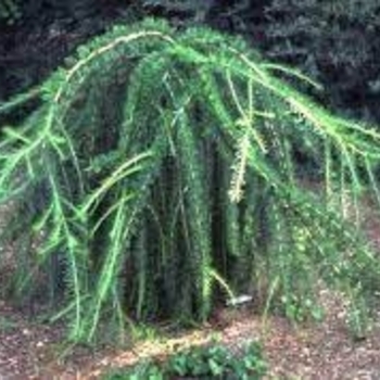 Larix decidua 'Varied Directions' - Contorted European Larch