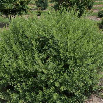 Rhus aromatica - 'Lacette™' Fragrant Sumac