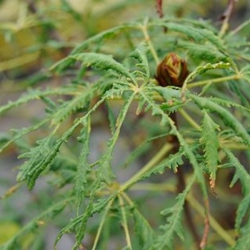Aesculus hippocastanum - Horse Chestnut