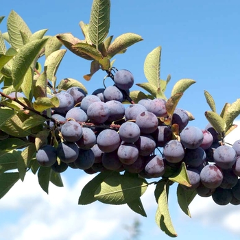 Prunus maritima - Beach Plum