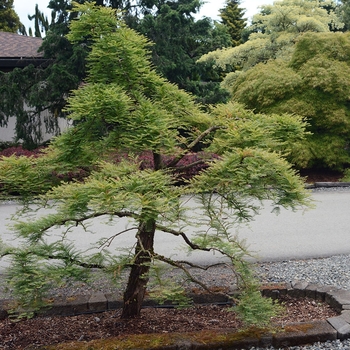 Metasequoia glyptostroboides 'Miss Grace' - Weeping Dawn Redwood