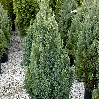 Juniperus chinensis 'Ontario Green' (Juniper) - Ontario Green Juniper