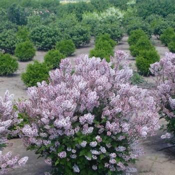 Syringa patula ''KLMone'' - Dream Cloud™ Lilac