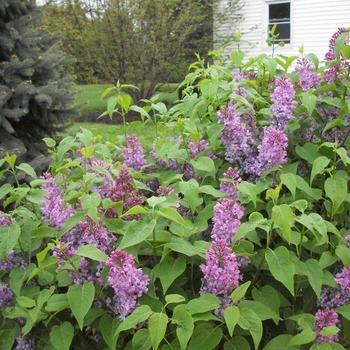 Syringa vulgaris 'Prairie Petite' - 'Prairie Petite' Lilac