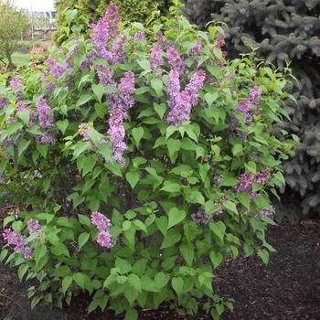 Syringa vulgaris - 'Tiny Dancer™' Lilac