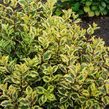 Weigela florida 'Kolmagira' PP20,384 - Rainbow Sensation™ 