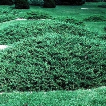 Juniperus chinensis var. sargentii - Sargent juniper