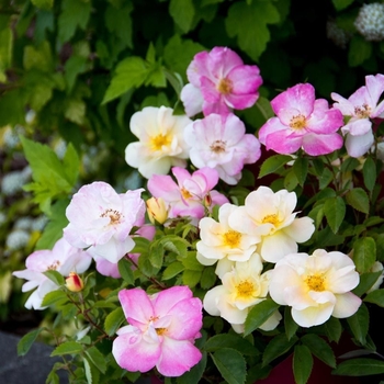 Rosa 'Peach Lemonade' Radpastel PP266758 (Rose) - Peach Lemonade Rose
