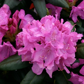 Rhododendron hybrid - 'Roseum Elegans'