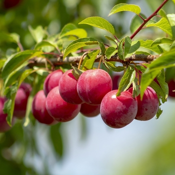 Prunus 'Alderman' (Plum) - Alderman Plum