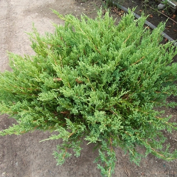 Juniperus horizontalis 'Youngstown' (Andorra Juniper) - Youngstown Andorra Juniper