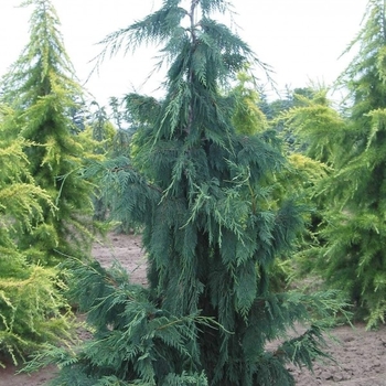 Chamaecyparis nootkatensis 'Pendula' (Weeping Nootka Falsecypress) - Pendula Weeping Nootka Falsecypress