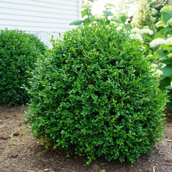 Buxus 'SB108' PP28888 (Boxwood) - NewGen Independence® Boxwood