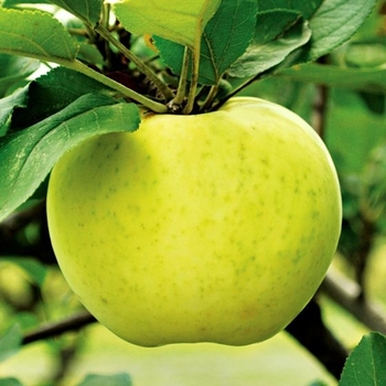 Apple 'Lodi' - Lodi Apple