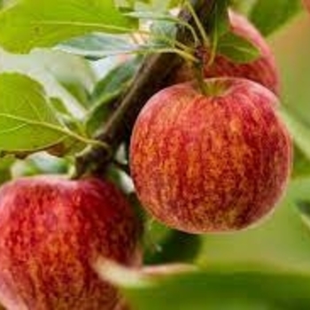 Malus domestica 'Gala' (Apple) - Gala Apple