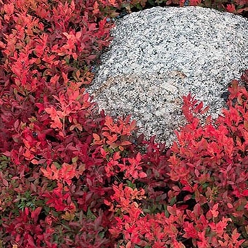 Vaccinium angustifolium 'Brunswick' (Lowbush Blueberry) - Brunswick Lowbush Blueberry