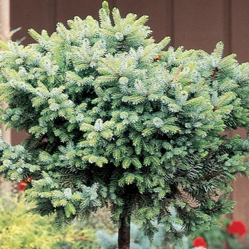 Picea omorika 'Nana' - Dwarf Serbian Spruce