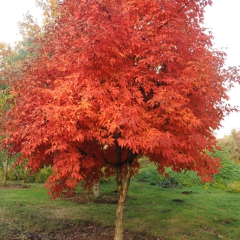 Acer triflorum - Three Flowered Maple