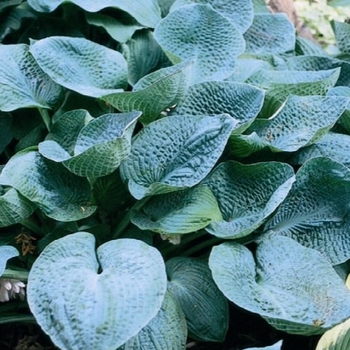 Hosta 'Big Daddy' (Plantain Lily, Hosta) - Big Daddy Plantain Lily, Hosta