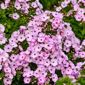 Phlox paniculata (Tall Garden Phlox) - Garden Girls™ 'Fancy Girl'