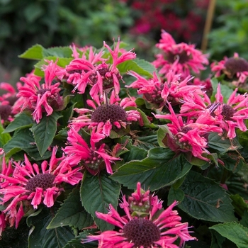 Monarda 'Bee-Merry' (Bee Balm) - Bee-You™ Bee-Merry