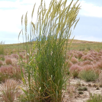 Elymus canadensis - Canadian Rye Grass