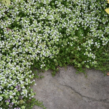 Thymus serpyllum 'Alba' - White Mother of Thyme