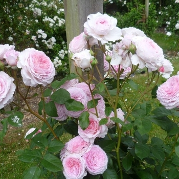 Rosa x 'James Galaway' - James Galaway Rose