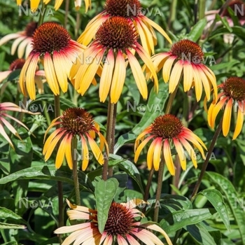 Echinacea purpurea - Smoothie™ Strawberry Mango Coneflower