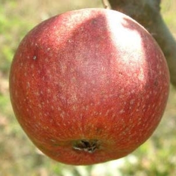 Malus 'Browns' (cider) - Brown's Cider Apple