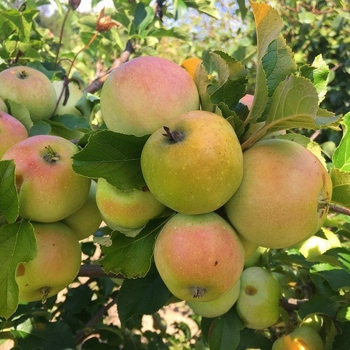 Malus 'Amere de Berthecourt' - Amere de Berthecourt