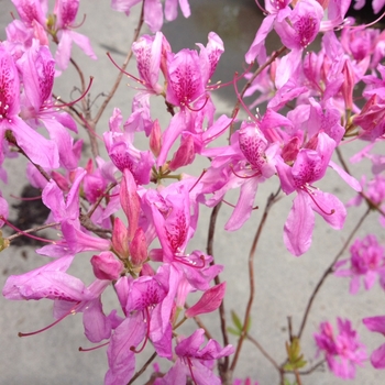 Azalea x 'Lilac Lights' - Lilac Lights Azalea