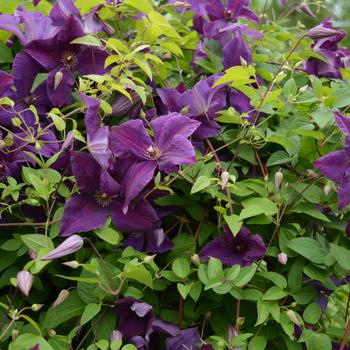 Clematis viticella - 'Polish Spirit'