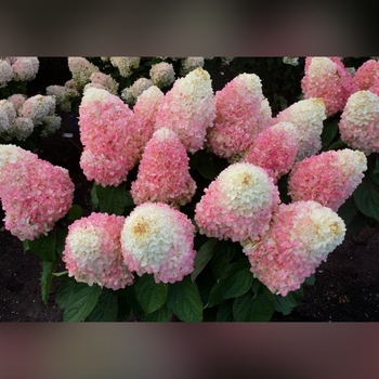 Hydrangea paniculata WORRY FREE 'Love-A-Lot' - Love-A-Lot Hydrangea