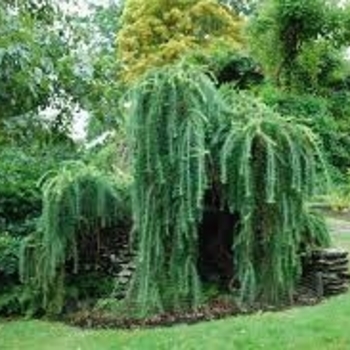 Larix decidua ''Horstmann''s Recurva'' (European Larch) - Horstmann''s Recurva European Larch