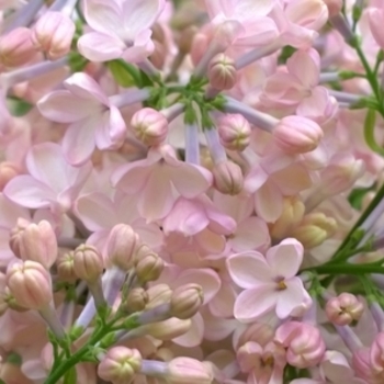 Syringa x hyacinthiflora 'Maiden's Blush' (Lilac) - Maiden's Blush Lilac