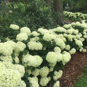 Hydrnagea paniculata 'Invincible Limetta' - Invincible Limetta