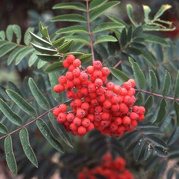 Sorbus aucuparia ''Cardinal Royal'' - CARINAL ROYAL MT ASH