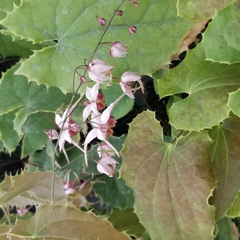 Barrenwort - Epimedium 'Pink Panther'