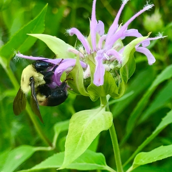 Monarda fistulosa - Wild Bergamot