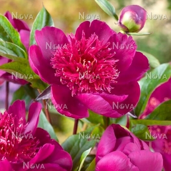 Paeonia x lactiflora 'Easy Lavender' - Easy Lavender Peony