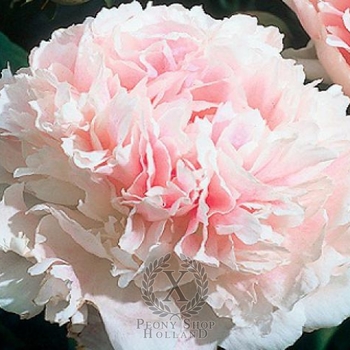 Paeonia x lactiflora 'Chiffon Parfait' - Chiffon Parfait Peony