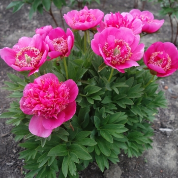 Paeonia x offianalis 'Anemoniflora' - Peony Anemoniflora