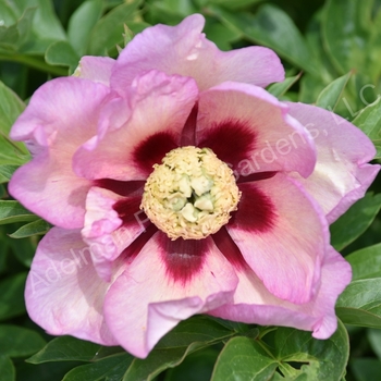 Paeonia x ITOH 'Pastel Splendor' - Pastel Splendor ITOH Hybrid Peony