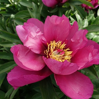 Paeonia x ITOH 'Pink Ardour' - Pink Ardour ITOH Hybrid Peony