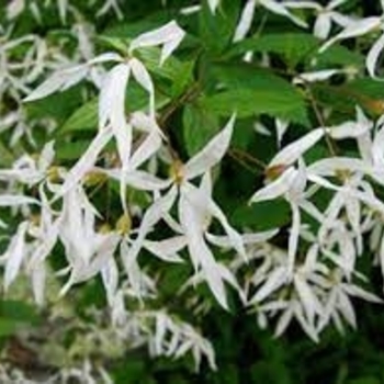 Gillenia trifoliata - Bowman's Root