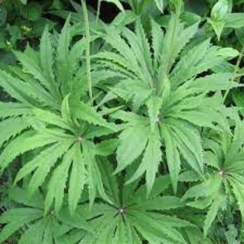 Syneilesis palmata - Shredded Umbrella plant